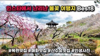 인생사진 매화마을 산수유꽃축제 가는 봄꽃 여행지 Best8 후회 없는 여행지 가볼만한곳