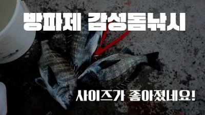 거제도 여행낚시 갈만한곳 가조도 섬여행 낚시여행 감성돔 가조도펜션 가조도방파제 낚시 근포방파제 여행 갈만한곳