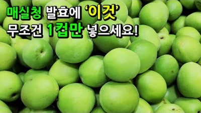 매실청 매실엑기스 매실청발효 꿀팁 비법 및 방법