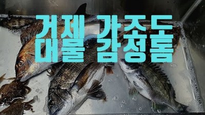 거제 가조도 감성돔 낚시여행 가볼만한곳 계도방파제 대물의낚시 감성돔낚시 거제가조도 낚시포인트 갈만한곳