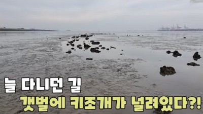 서울근교 해루질 성지인 시화방조제 낮 갯벌 해루질, 키조개, 박하지, 낙지, 쏙 등 다양한 해산물 해루질 명소