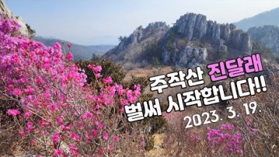 전라남도 여행 가볼만한곳 봄꽃산행지 진달래꽃구경 주작산자연휴양림 동백나무 강진군 주작산 갈만한곳