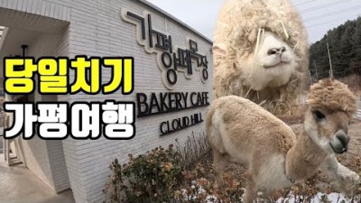 가평여행 국내여행 당일치기여행 가평양떼목장  주말나들이  데이트코스  아이와가볼만한곳
