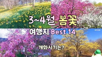 봄꽃 여행지 3~4월 여행 14곳 개화시기 매화, 산수유꽃, 동백꽃, 수선화, 목련, 왕벚꽃, 홍도화, 꽃잔디, 사과꽃 여행 가볼만한곳
