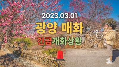 광양 다모촬영 매화축제 현재개화상황 및 주차장 포토존 정보 매화마을 광양여행 가볼만한곳