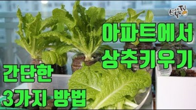 상추키우기 상추화분 베란다텃밭 급수화분 수경재배기 방법